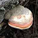 Red-belted Polypore