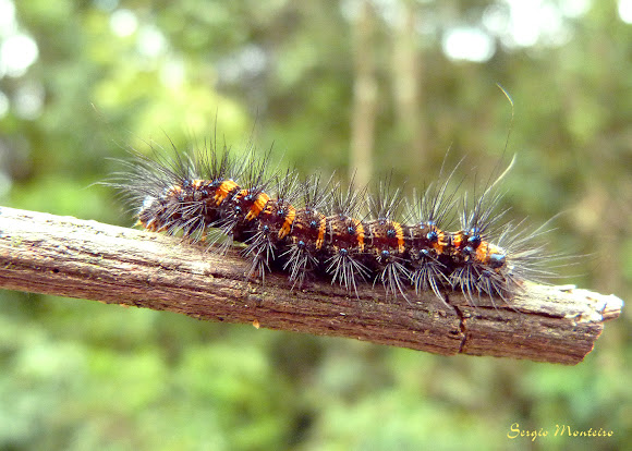 Spotting Image 1