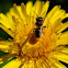 bee