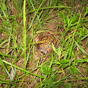 Eastern Box Turtle