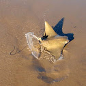 Cownose Ray