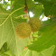 Plátano de sombra. London Plane