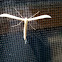 Morning Glory Plume Moth