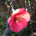 Flowering quince