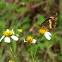 Bordered Patch