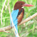 White-throated Kingfisher