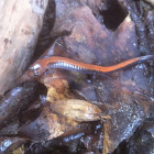 Northern redback salamander