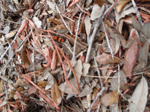 Spotting Image 1