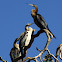 Australian Darter or Snakebird
