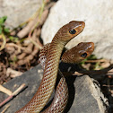 Mating Rat Snakes