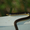 Glass Lizard