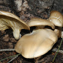 Oyster Mushroom