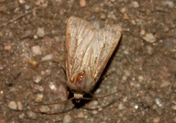 Spotting Image 1