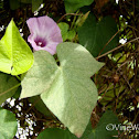 Sharp-Pod Morning Glory.