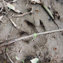 Capybara [Footprint of]