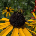 Sweat Bee