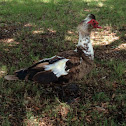 Muscovy Duck