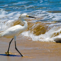 Egret