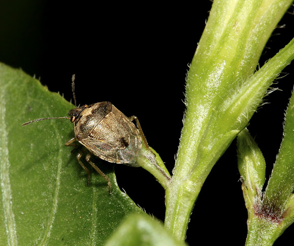 Spotting Image 1