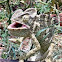Chameleon
