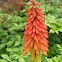 kniphofia flemenco