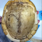 Three-toed Box Turtle