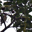 Shikra