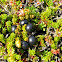 Black crowberry
