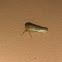 Plant hopper