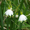 Summer Snowflake
