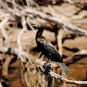 Little Black Cormorant