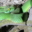Large-eyed Green Pit Viper