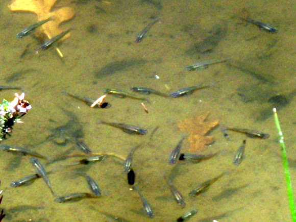 Spotting Image 1