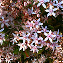 Jade Plant
