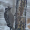 Downy Woodpecker