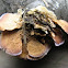 purple-edged, toothlike bracket fungus (Trichaptum biforme) [2 of 2]