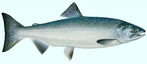 ecologies building blog 6: thinking with salmon