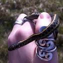Plains Garter Snake