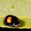 Lady Bug