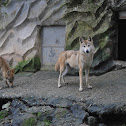 himalayan wolf