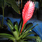 Bromelia.