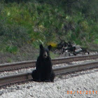 Black bear