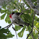 Rose-breasted Grosbeak