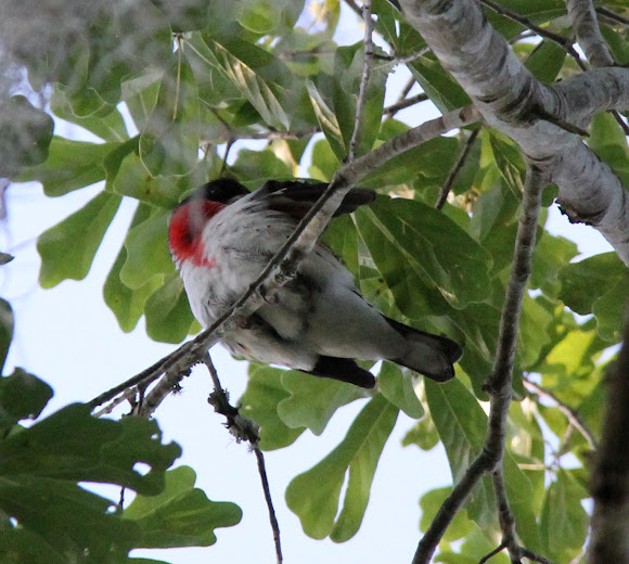 Spotting Image 1