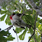 Rose-breasted Grosbeak