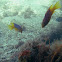 Spanish Hogfish
