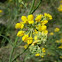 Coronilla