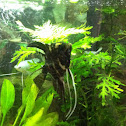 Angel fish