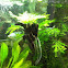Angel fish