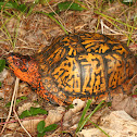 Eastern Box Turtle